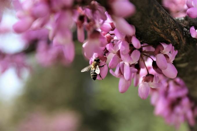 Nærbilde av en bie på blomstene til Judas-treet