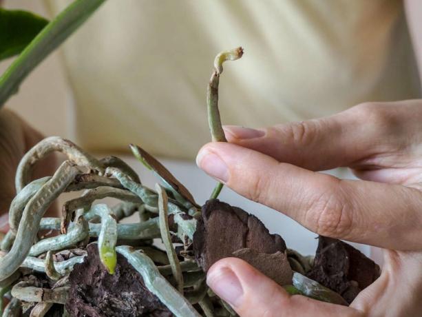 Орхідея з кореневою гниллю