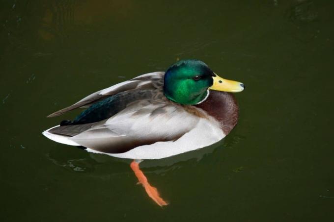Imagem de um pato selvagem na água
