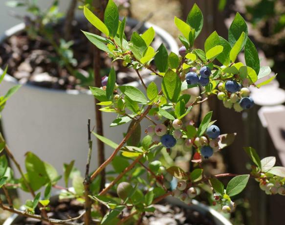 Blueberry dalam pot