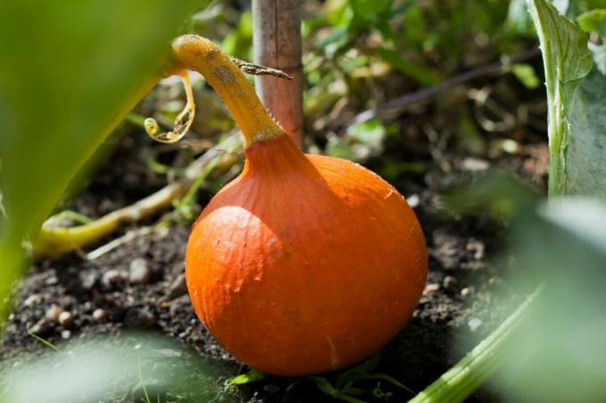 Hokkaido pumpkin on the compost