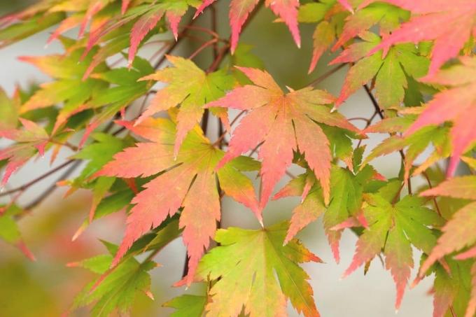 japonský javor na jeseň