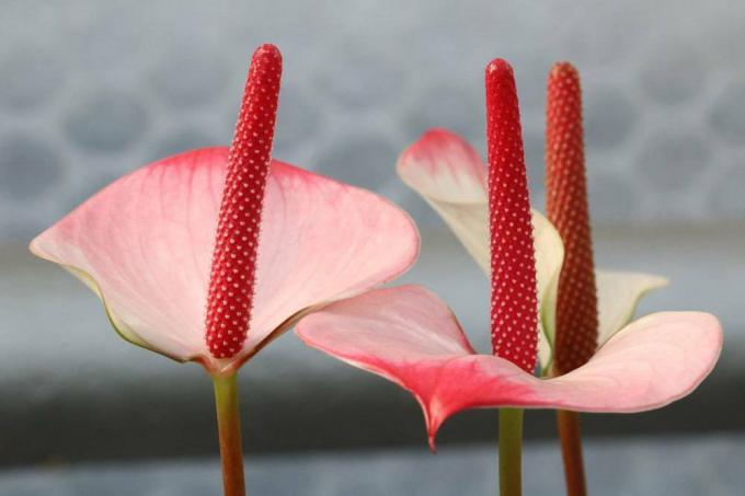 Anthuriums usually suffer from dry air in winter