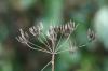 Caraway: the hot seed in your own garden