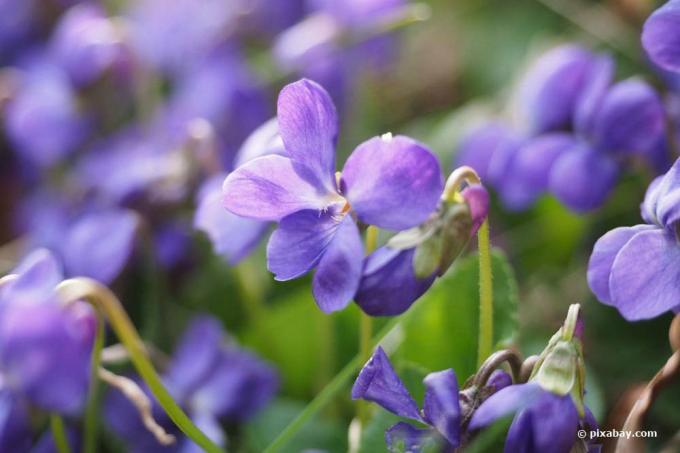 Ароматизирани теменужки, Viola odorata