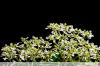 Magický sníh, Euphorbia graminea - pěstování, péče a přezimování