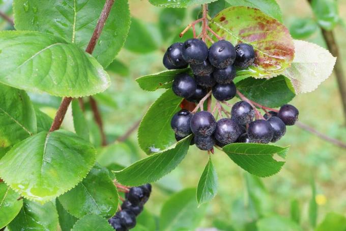 Siyah Chokeberry Meyveleri (Aronia melanocarpa)