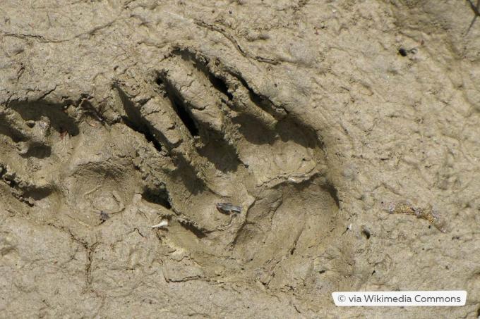 Paw print of a badger