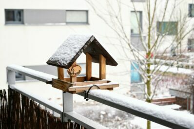 Memberi makan burung di balkon: apa yang perlu Anda pertimbangkan
