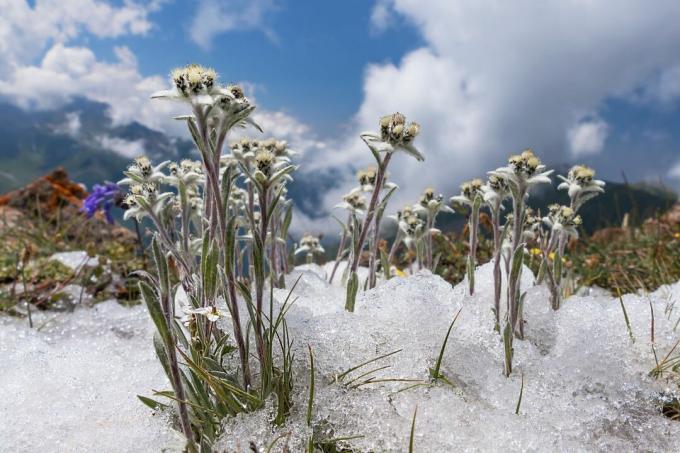 Edelweiss en hiver
