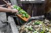 Kompost jako nawóz: zastosowanie i właściwości