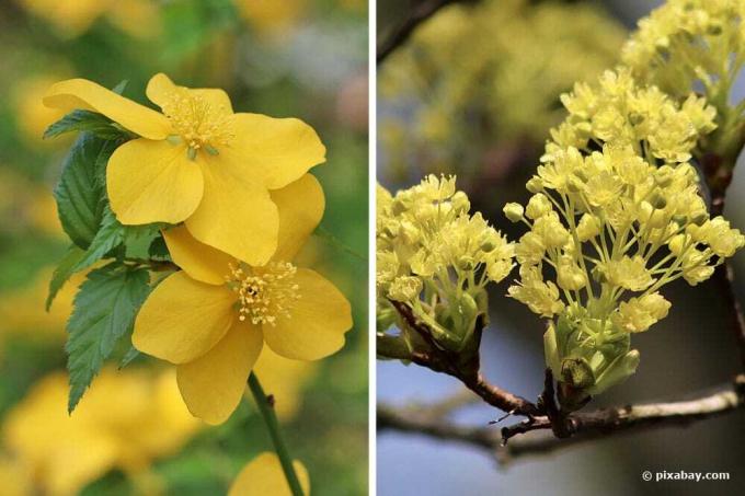 Japanese kerrie (Kerria japonica), Norway maple (Acer platanoides)