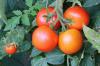 Variétés de tomates anciennes: notre top 20 des variétés résistantes