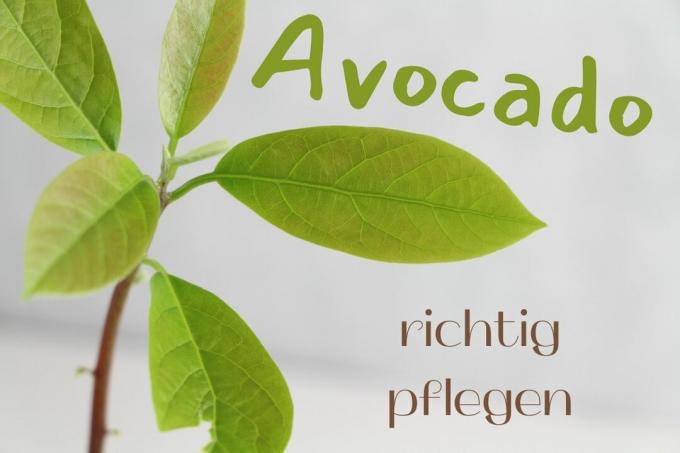 Pleje af avocado - titel