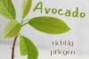 The perfect care for avocado plants