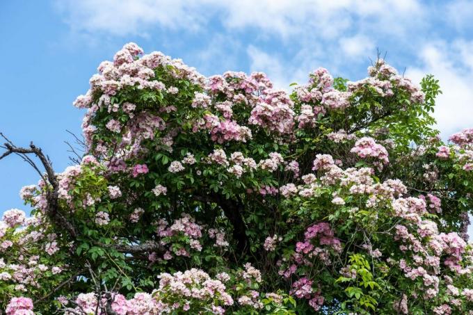 गुलाबी फूलों के साथ रामब्लर गुलाब की झाड़ी