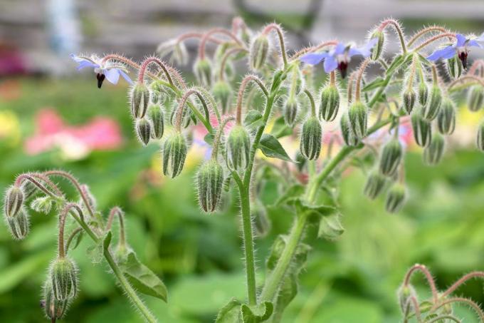 Borage with its blue flowers