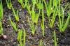 Schalottenlök: odling, förökning och skötsel