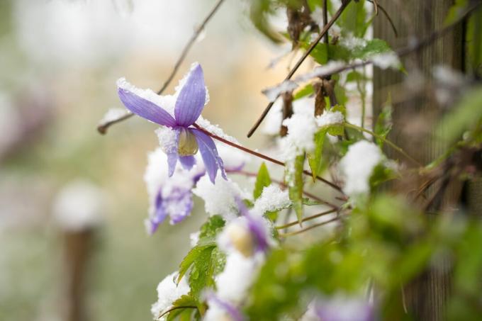 Clematis alpina with snow