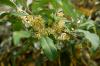 Willow zaitun Wintergreen, Elaeagnus ebbingei: perawatan dari A-Z