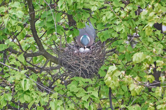 둥지에 있는 나무 비둘기