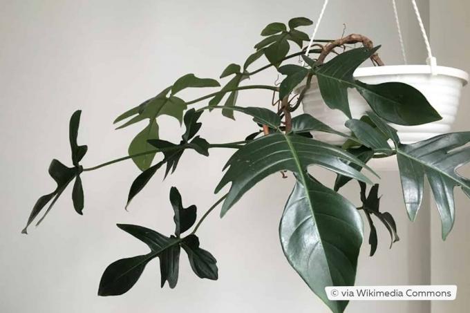 Ozollapu draugs (Philodendron pedatum)
