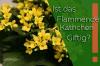 Er Kalanchoe blossfeldiana giftig? Information om Flaming Käthchen