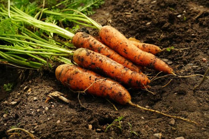 carottes récoltées