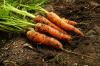 Καρότο: προέλευση και καλλιέργεια στο τοπικό σπορείο