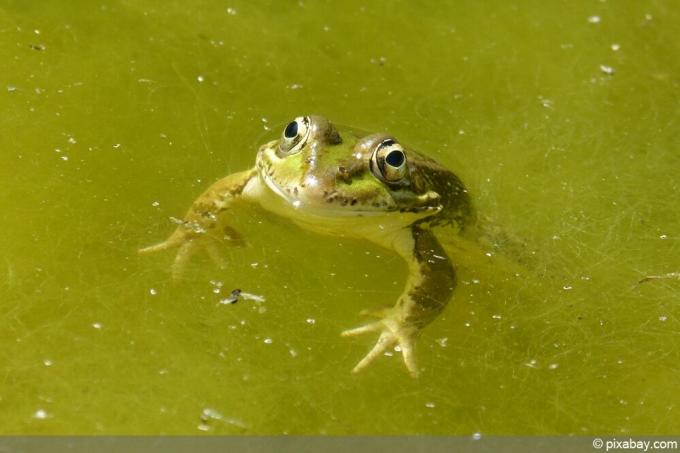 жаба с водорасли