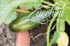 Zucchini rådner på planten: når spidsen rådner