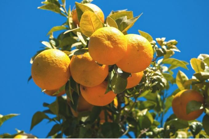 Grenke pomaranče na drevesu