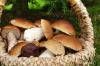Jamur hutan asli: 11 jamur ini bisa dimakan