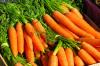 Variedades de cenoura: variedades precoces e tardias de cenoura