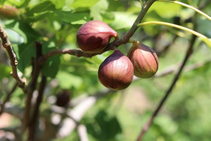 Обикновена смокиня - Ficus carica