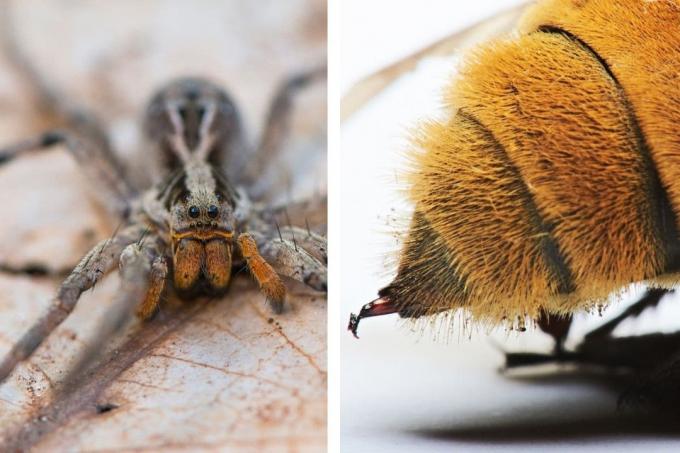 Laba-laba vs. serangga