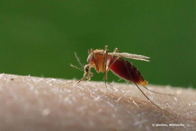 Nyamuk tertarik pada kulit yang hangat