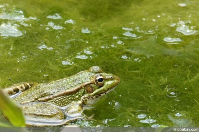 Ganggang di kolam taman dengan katak