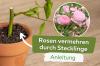 Propagating roses: root cuttings in water