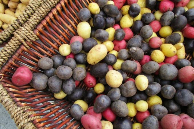 Färgglada potatissorter i rött, svart och gult