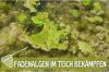 O que fazer contra algas filamentosas na lagoa: 13 métodos