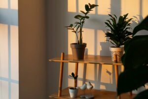Planter for mørke rom: hvilke innendørs planter trenger lite lys?