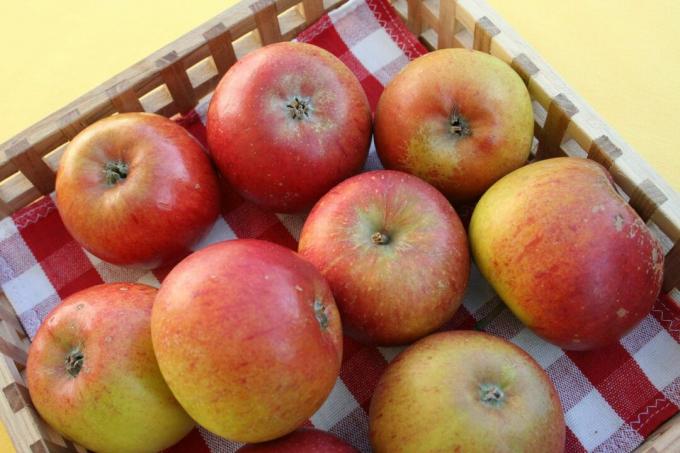 Зреле кокс наранџасте јабуке у сандуку