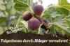 Propagate fig trees by cuttings in 10 steps