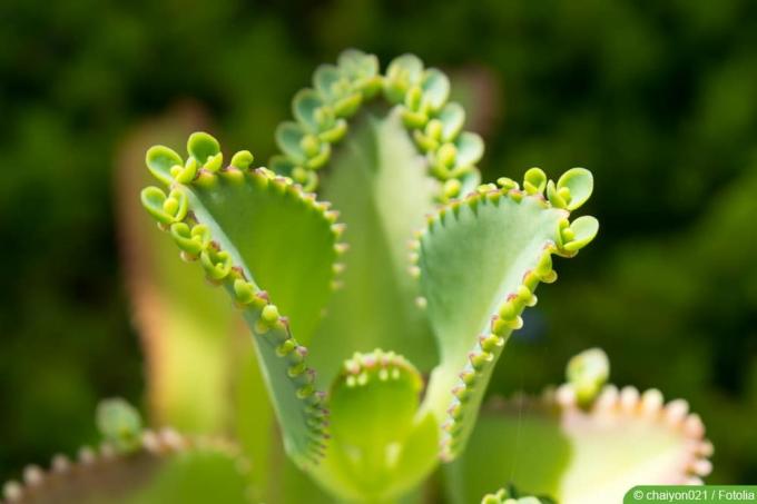 Broodleaf - Bryophyllum - roślina Goethego