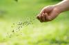Fertilizante para gramado: visão geral e fertilizante em comparação - Plantura