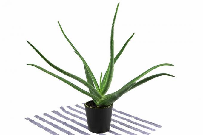 Aloe vera - véritable aloès