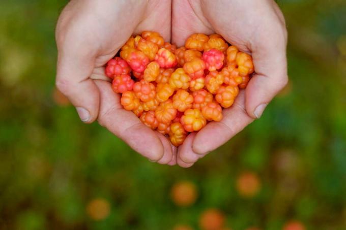 Cloudberries σε σχήμα καρδιάς χεριών