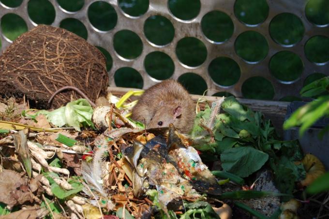eroon-rotista-kompostissa