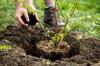 Planting blackberries: location & procedure